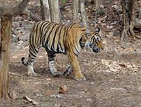 200px-Ranthambore_Tiger