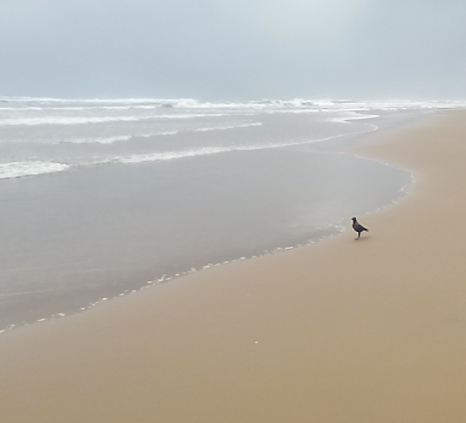 Crow_onthe_beach