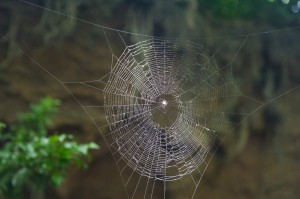 Bronx_Zoo_Spider_Web