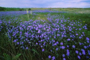 linen_history_img_1_blue_flowering_flax